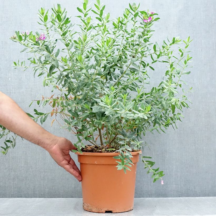 Polygala myrtifolia 7.5L/10L pot sample as delivered in summer