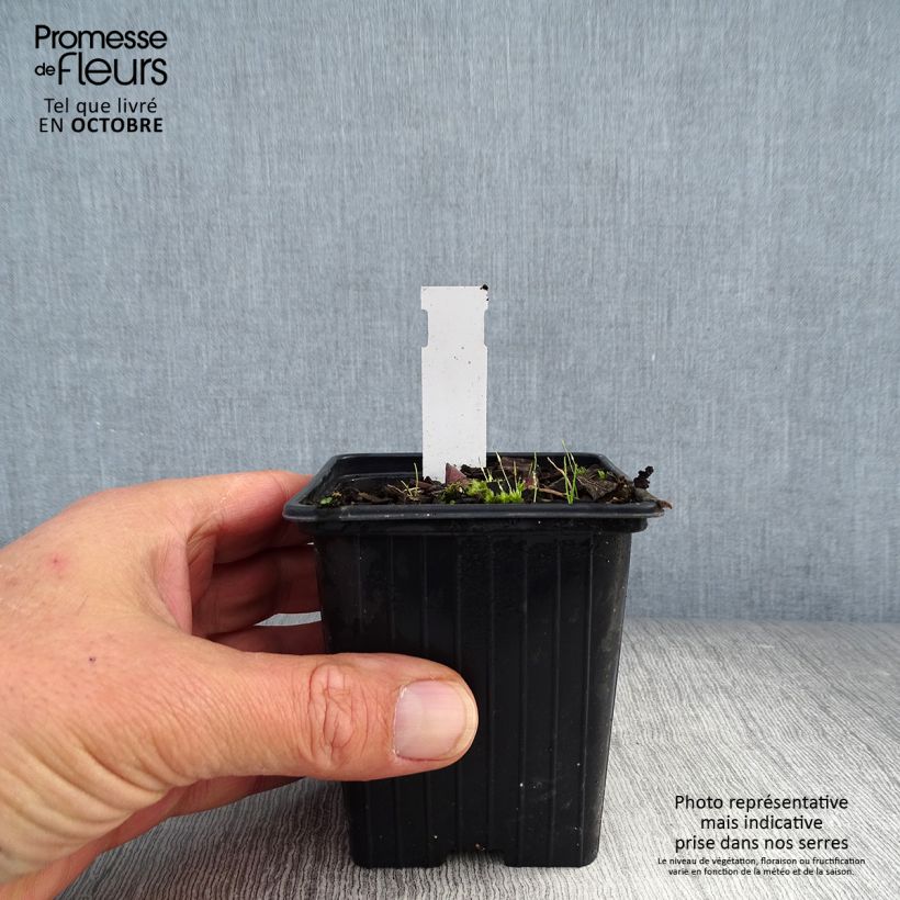 Polygonatum Weihenstephan - Sceau de Salomon Godet de 9cm sample as delivered in autumn