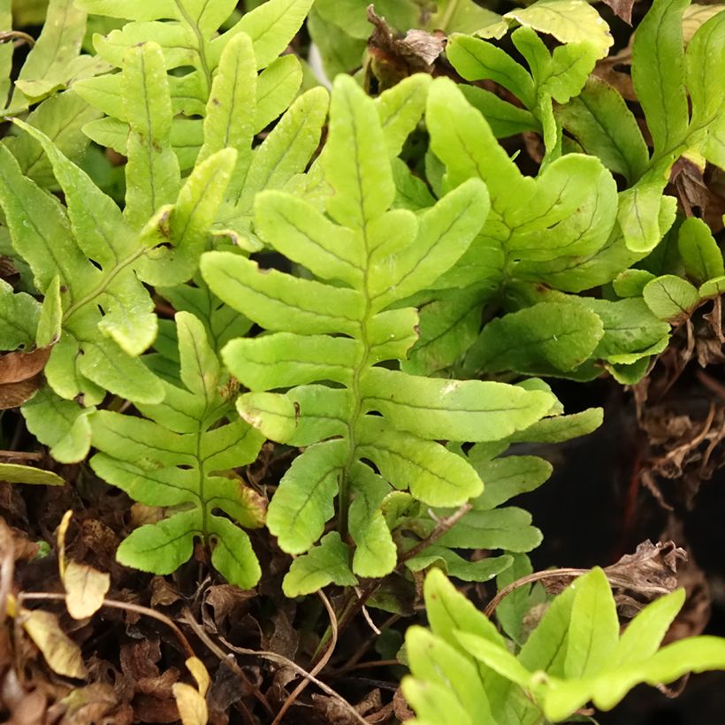 Polypodium cambricum Whitley Giant (Foliage)