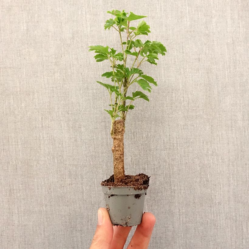 Polyscias balfouriana Butterfly Mini-plante sample as delivered in spring