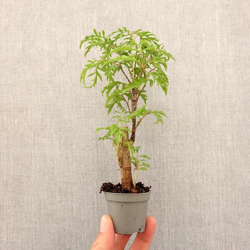 Polyscias filicifolia - Fern leaf aralia Mini-plante sample as delivered in spring