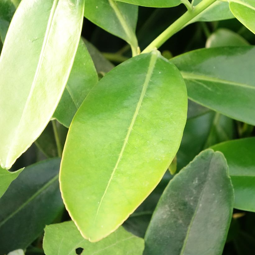 Polyspora axillaris (Foliage)
