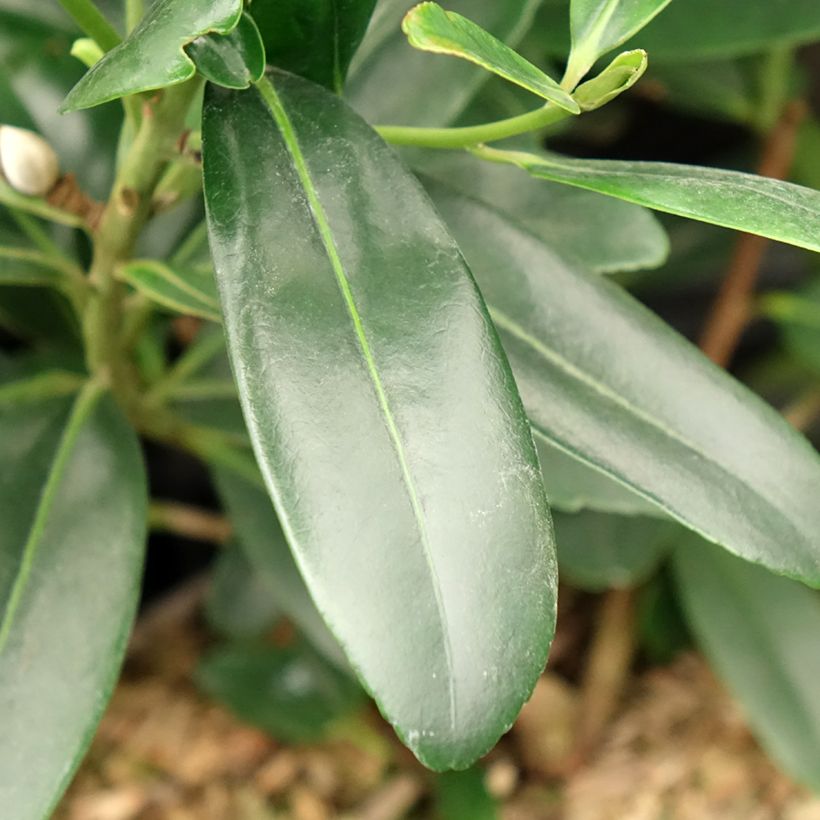 Polyspora axillaris (Foliage)