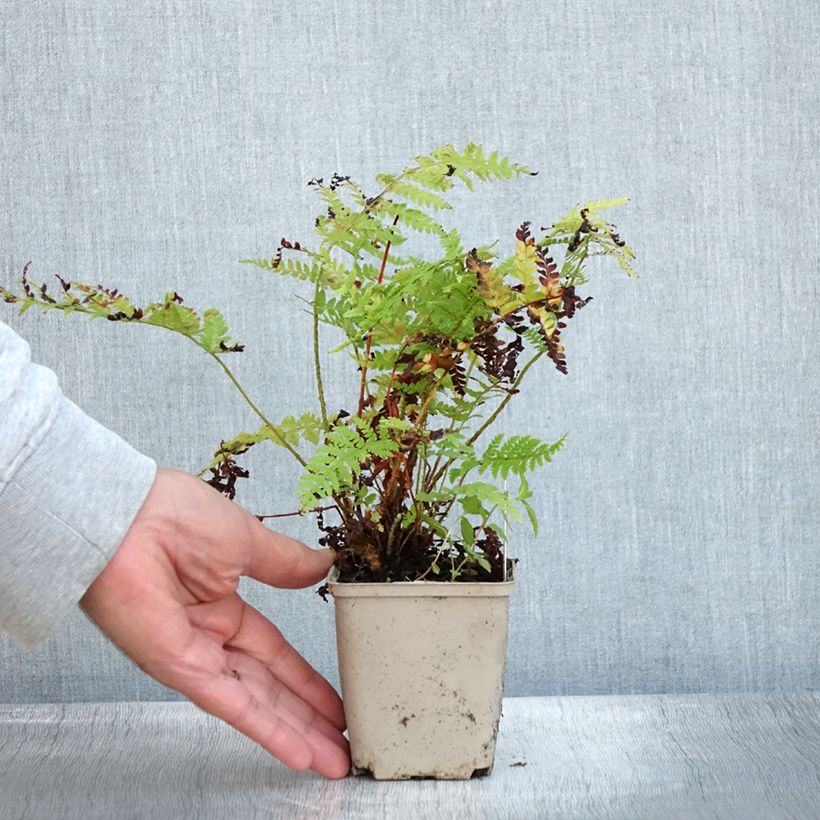 Polystichum braunii - Fougère Godet de 9cm sample as delivered in autumn