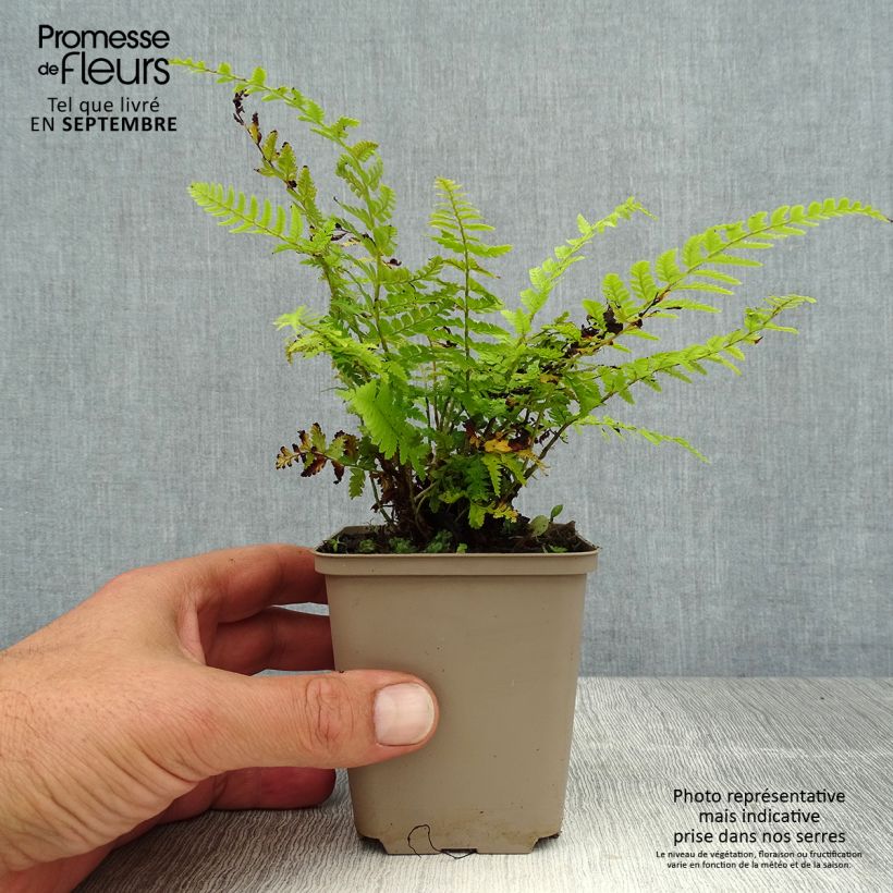 Polystichum braunii - Braun's Holly Fern 8/9 cm pot sample as delivered in summer