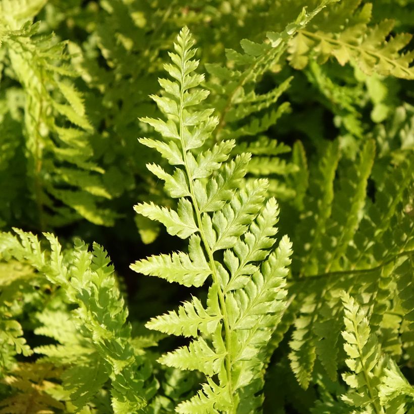 Polystichum braunii - Braun's Holly Fern (Foliage)