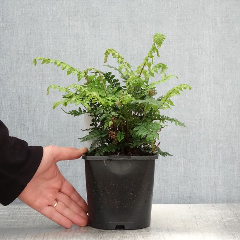 Polystichum makinoi - Makino's Holly Fern 2L/3L pot sample as delivered in spring