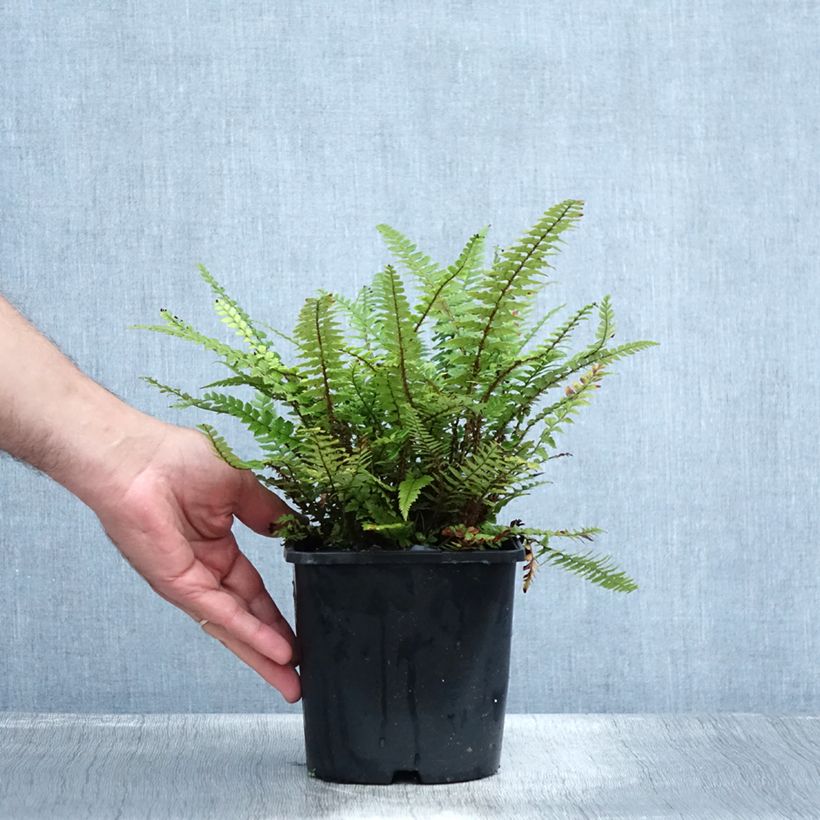 Polystichum neolobatum - Shield Fern 2L/3L pot sample as delivered in summer
