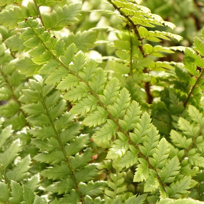 Polystichum neolobatum - Shield Fern (Foliage)