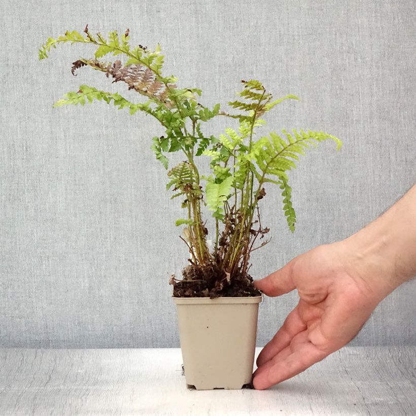 Polystichum polyblepharum - Japanese Lace Fern 8/9 cm pot sample as delivered in summer