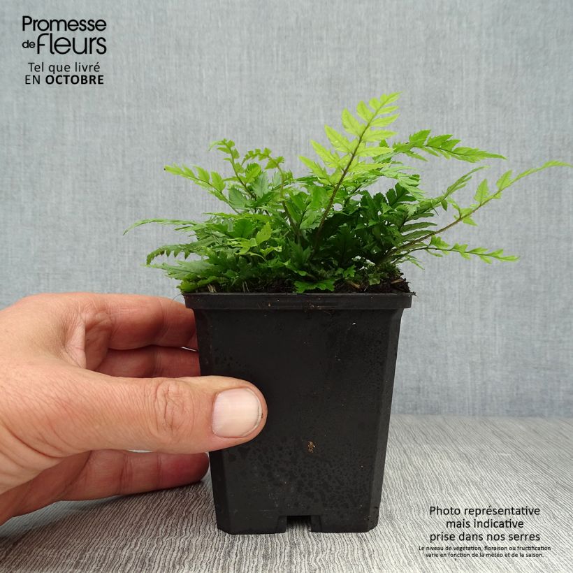 Polystichum rigens - Fougère Godet de 9cm sample as delivered in autumn