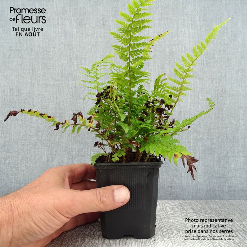 Polystichum setiferum Densum - Soft Shield Fern 8/9 cm pot sample as delivered in summer