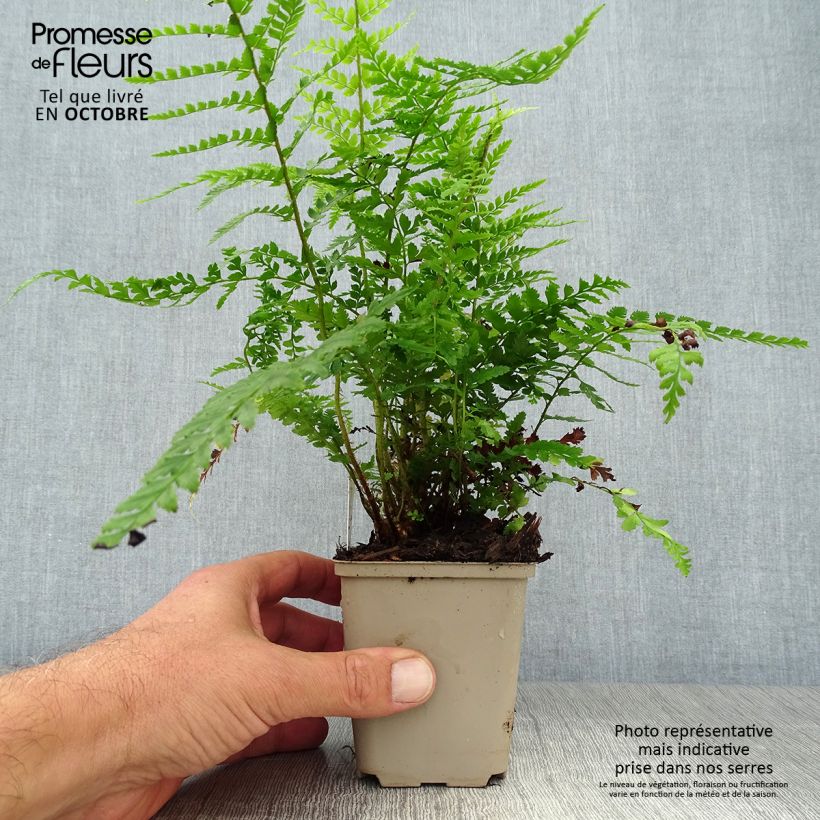 Polystichum setiferum Dahlem - Fougère Godet de 9cm sample as delivered in autumn