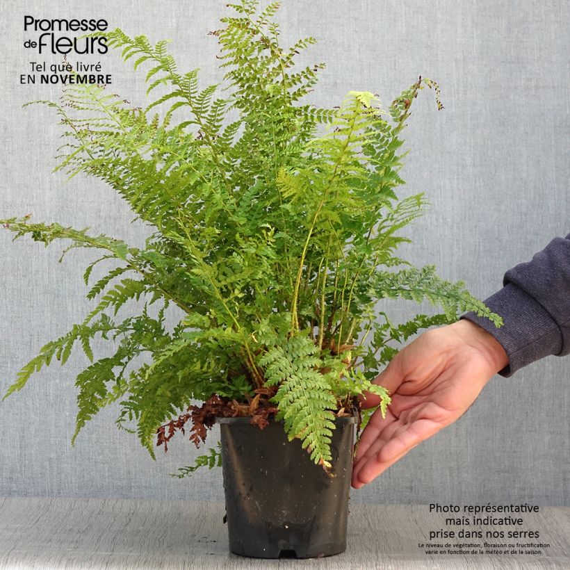 Polystichum setiferum - Fougère Pot de 2L/3L sample as delivered in autumn