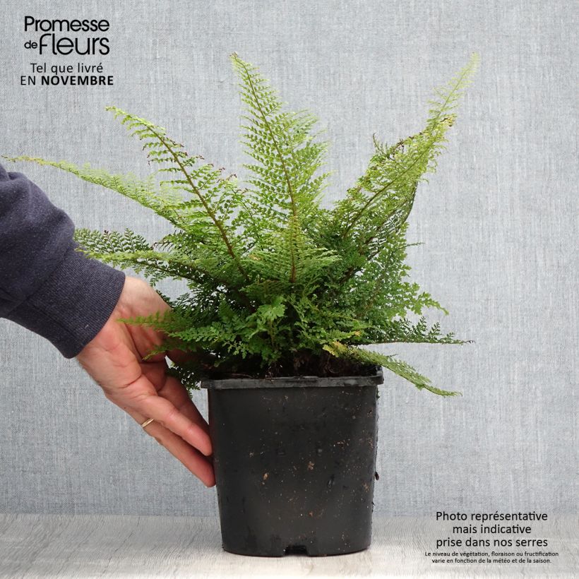 Polystichum setiferum Plumosum Densum - Fougère Pot de 2L sample as delivered in autumn