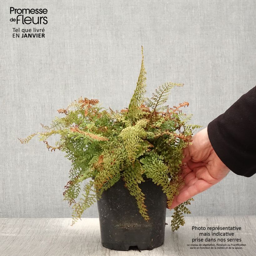 Polystichum setiferum Plumosum Densum - Soft Shield Fern sample as delivered in winter