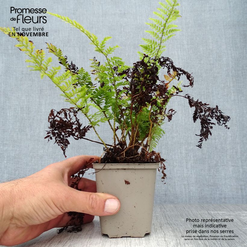 Polystichum setiferum Proliferum - Fougère Godet de 8/9 cm sample as delivered in autumn