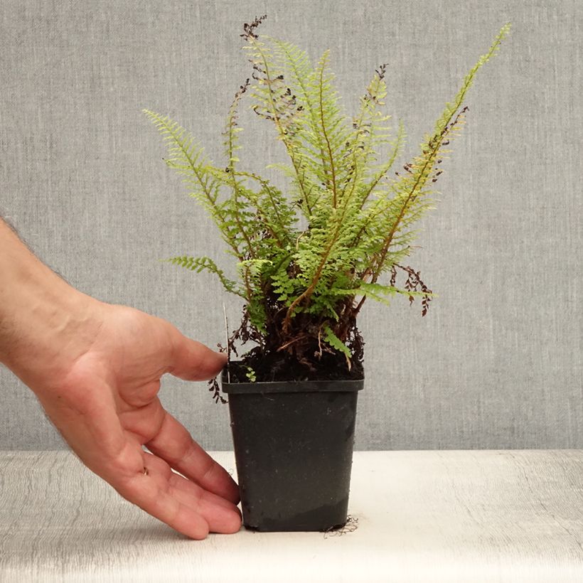 Polystichum setiferum Proliferum - Soft Shield Fern 8/9 cm pot sample as delivered in summer