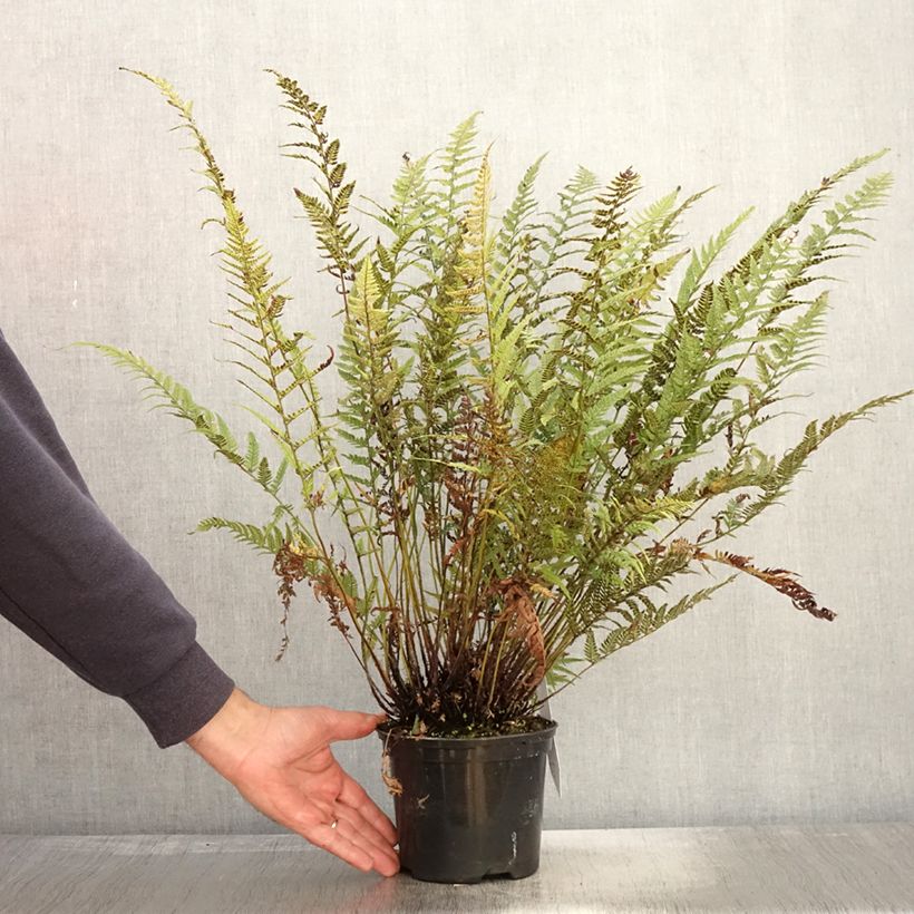 Polystichum tsus-simense - Aspidie, fougère Pot de 2L sample as delivered in autumn