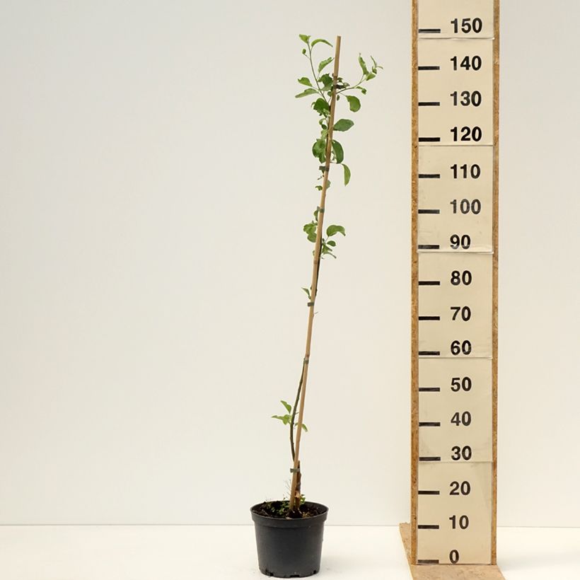 Apple Tree Ananas Berżenicki - Malus domestica 4L/5L pot, GobletShipped height around 120/140cm sample as delivered in spring