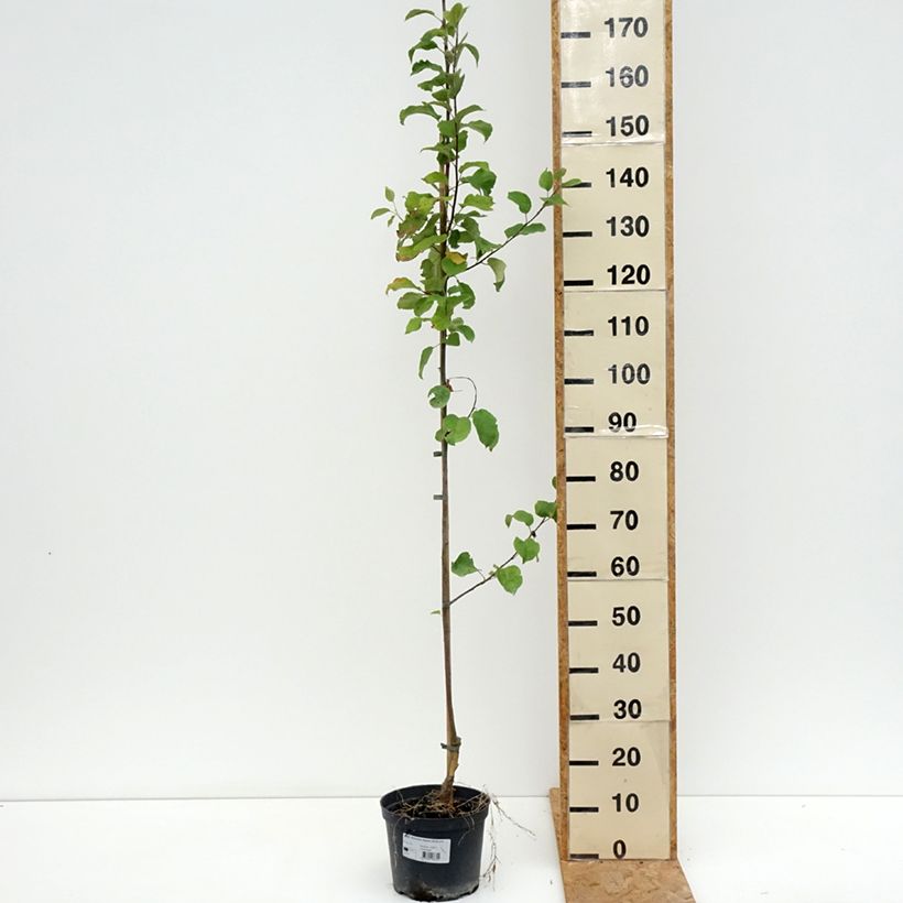 Apple Tree Ananas Berżenicki - Malus domestica 4L/5L pot, Goblet sample as delivered in summer