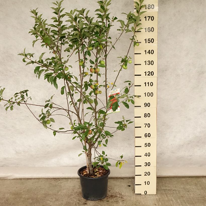 Apple Tree Antares - Malus domestica 7.5L/10L pot, GobletShipped height around 140/160cm sample as delivered in summer