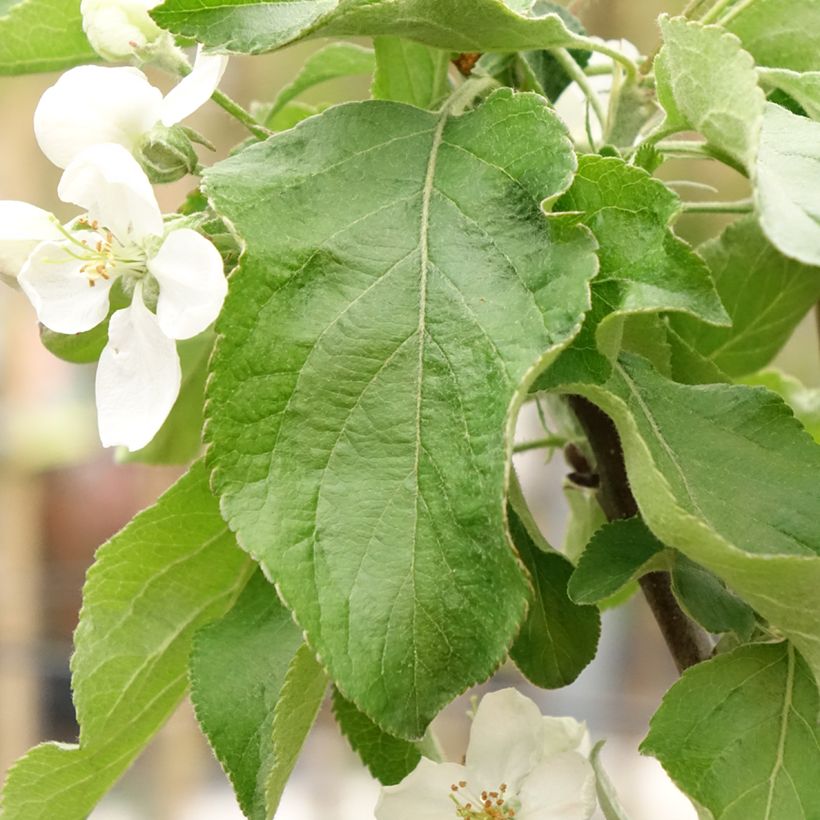 Apple Tree Antonówka Zwykła - Malus domestica (Foliage)