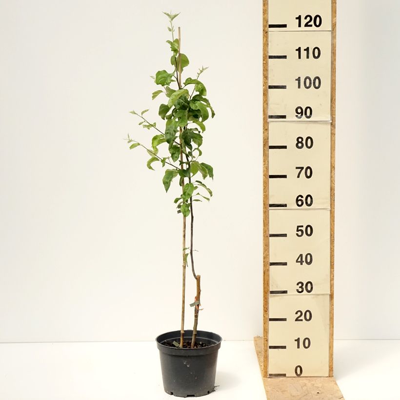 Apple Tree Antonówka Zwykła - Malus domestica 4L/5L pot, GobletShipped height around 120/140cm sample as delivered in spring