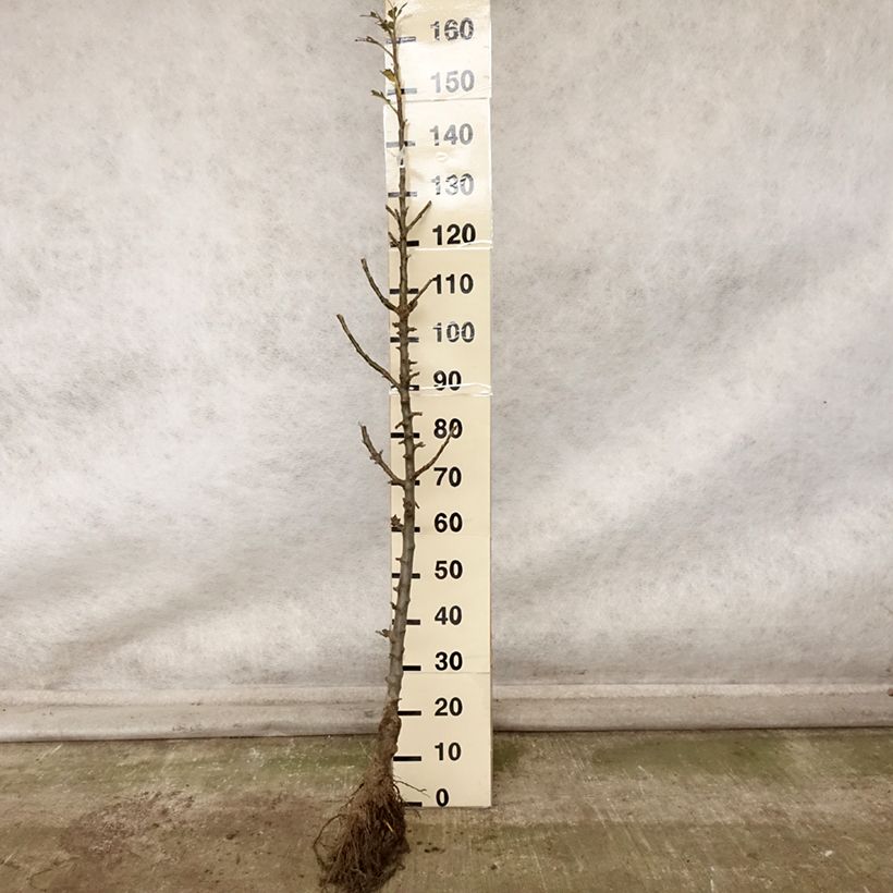 Columnar Apple Tree Azay-Le-Rideau - Malus domestica Bare root, Columnar sample as delivered in autumn
