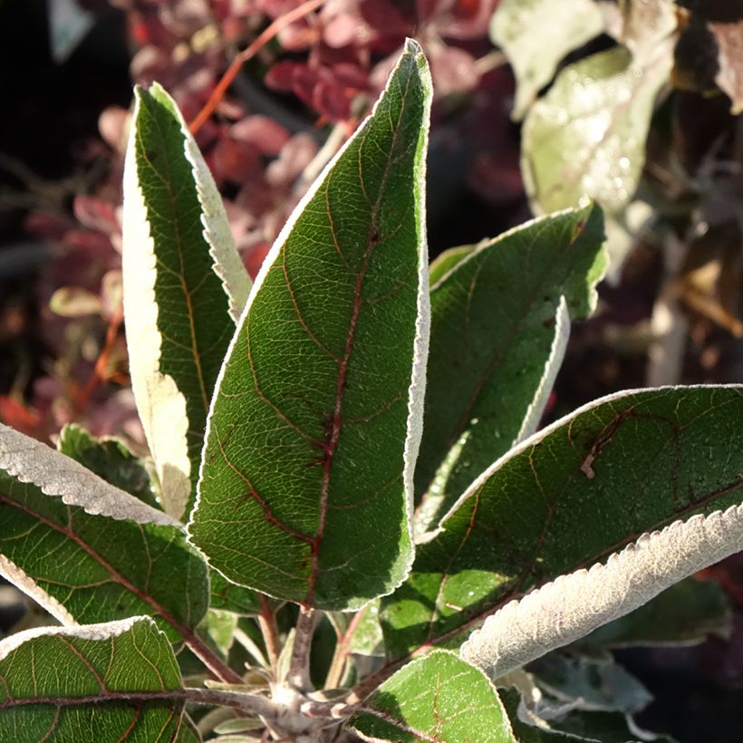 Malus Ballerina Red Leaf - Ballerina Apple Tree (Foliage)