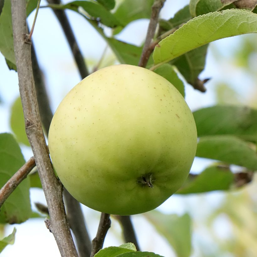 Apple Tree Belchard - Malus domestica (Harvest)