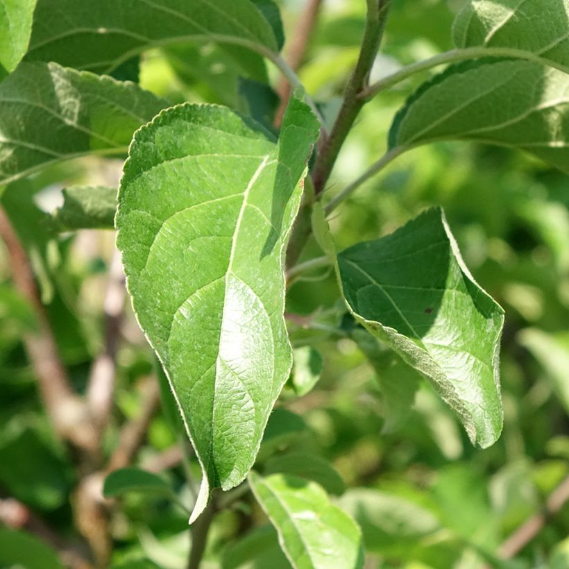 Apple Tree Belchard - Malus domestica (Foliage)