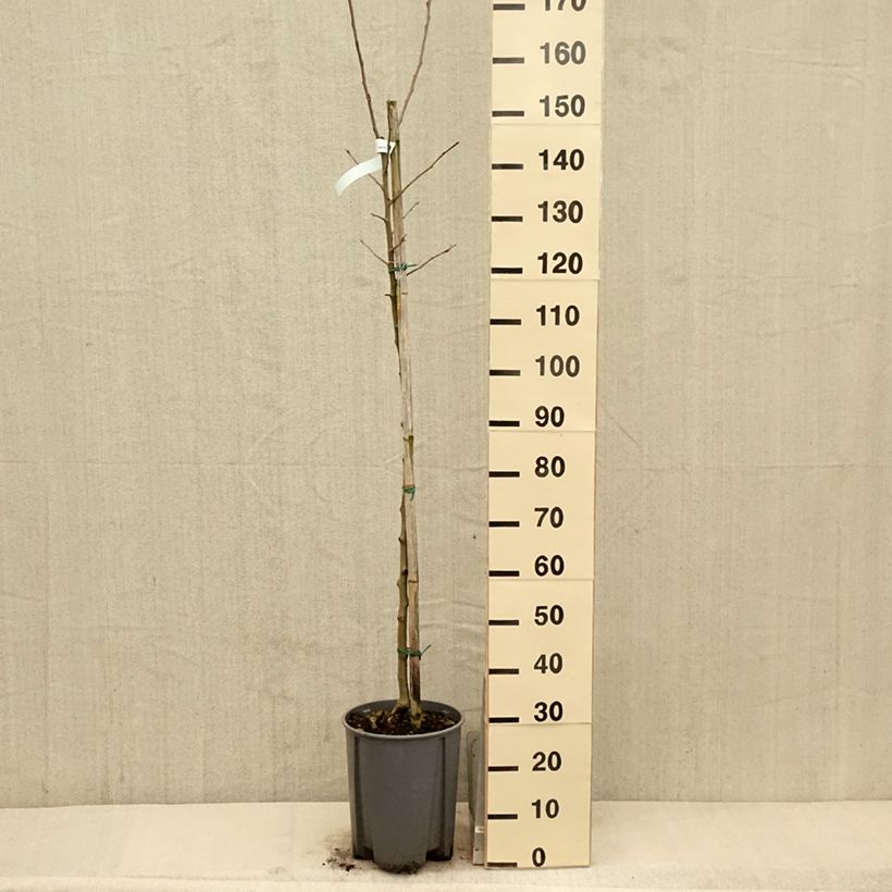 Apple Tree Belle de Boskoop - Malus domestica 7.5L/10L pot, Half standardShipped height around 150/175cm sample as delivered in spring