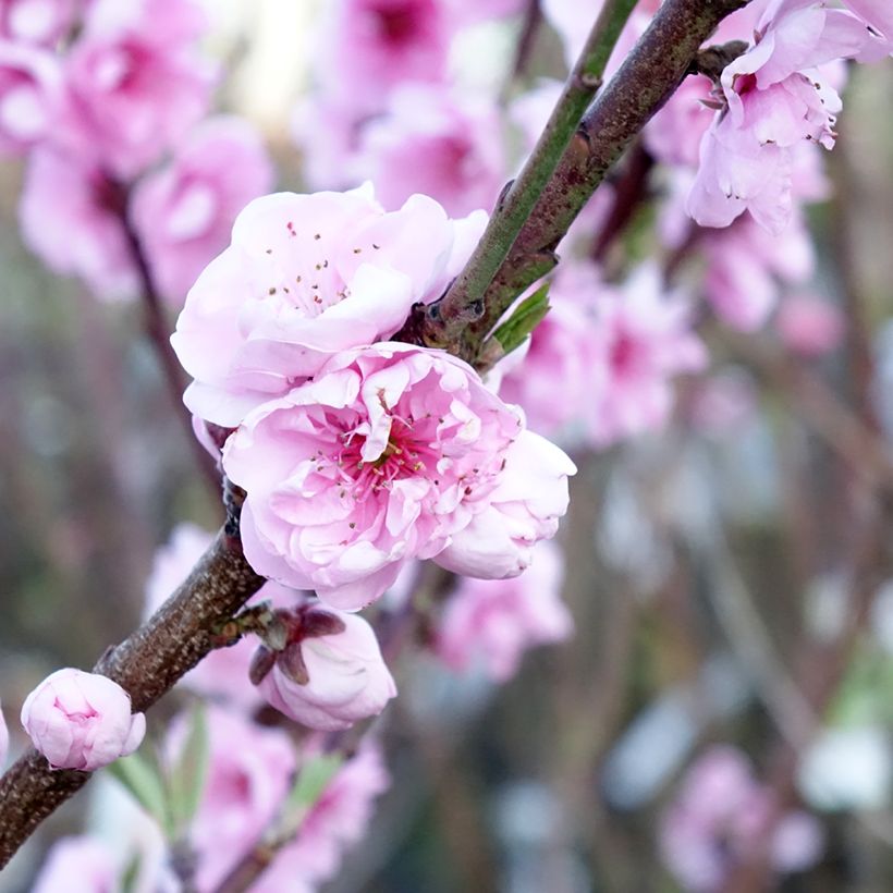 Apple Tree Belle de Boskoop - Malus domestica (Flowering)