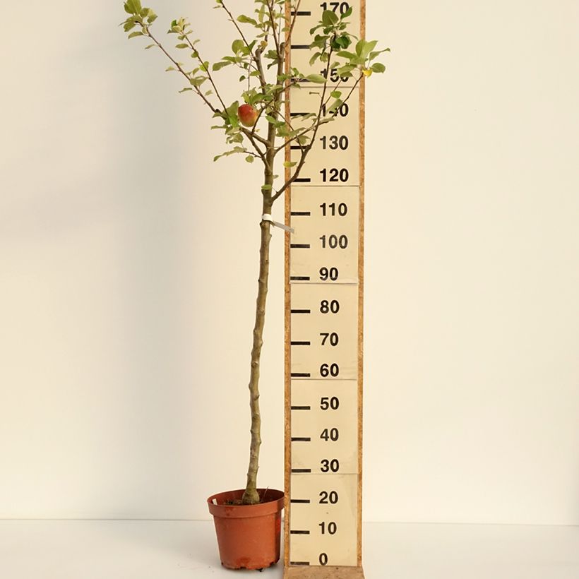 Apple Tree Bon Père - Malus domestica 7.5L/10L pot, Scion sample as delivered in summer