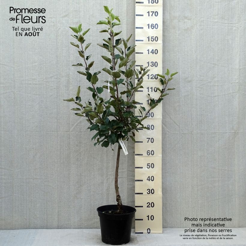 Pommier Calville Blanche Gobelet en pot de 7,5l/10l sample as delivered in summer