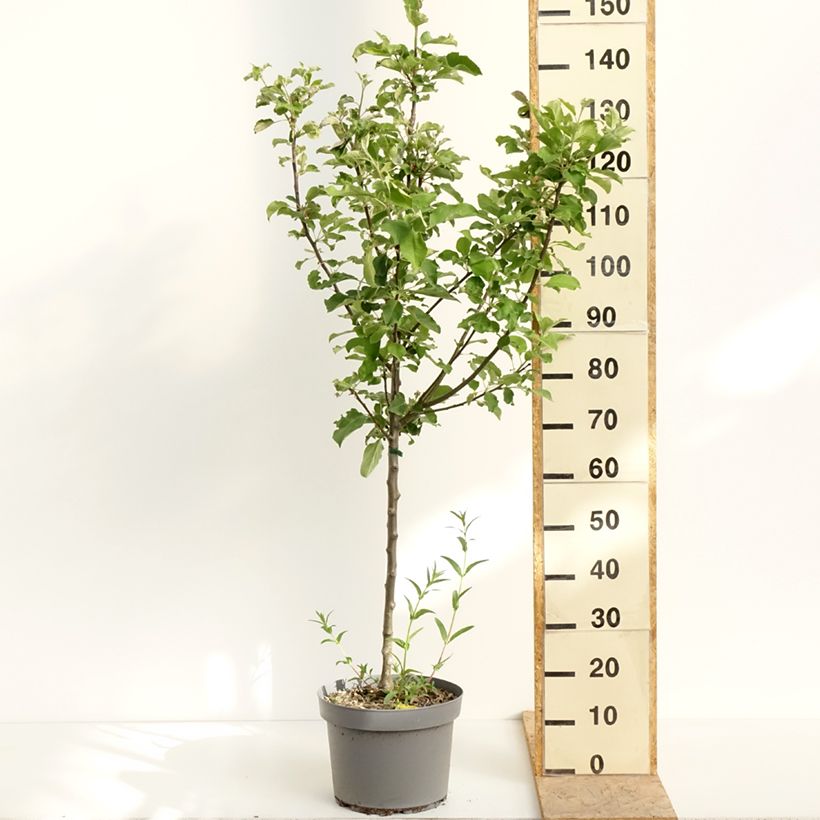 Apple Tree Calville Rouge d'Hiver - Malus domestica 7.5L/10L pot, GobletShipped height around 140/160cm sample as delivered in spring