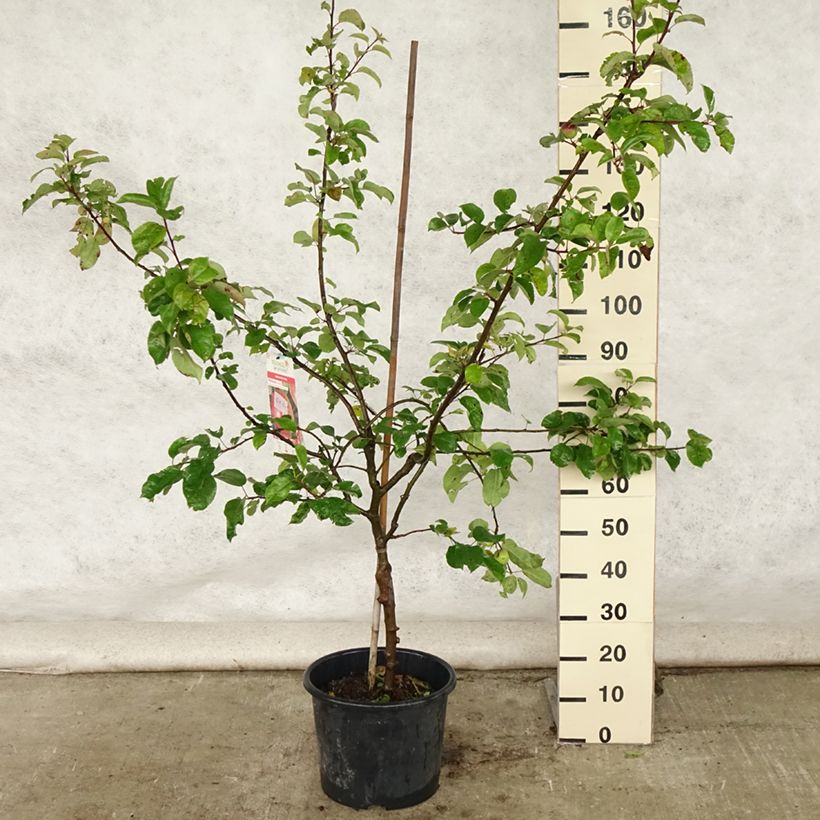 Apple Tree Choupette - Malus domestica 7.5L/10L pot, GobletShipped height around 140/160cm sample as delivered in summer