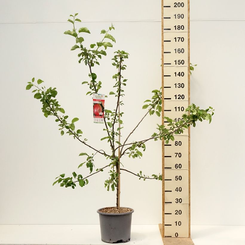 Apple Tree Choupette - Malus domestica 7.5L/10L pot, GobletShipped height around 140/160cm sample as delivered in spring
