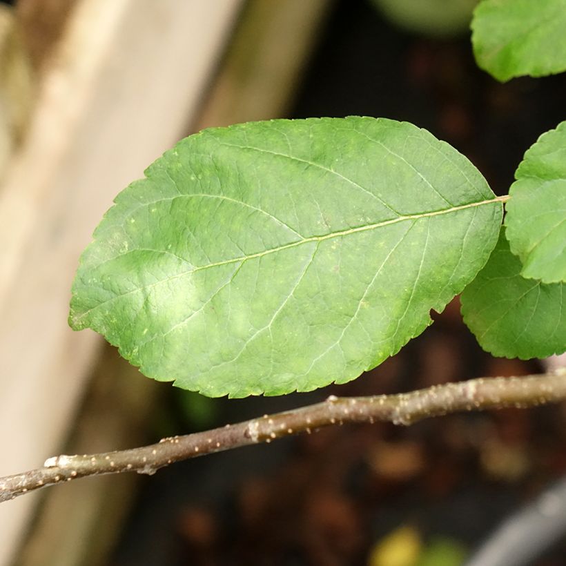 Apple Tree Choupette - Malus domestica (Foliage)