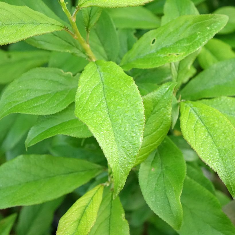 Apple Tree Choupette - Malus domestica (Foliage)