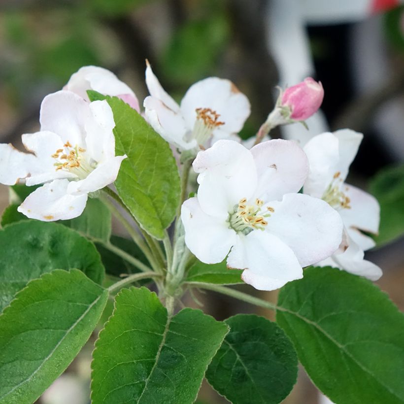 Apple Tree Choupette - Malus domestica (Flowering)