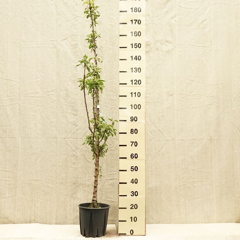 Columnar Apple Tree Ballerina Polka - Malus domestica 7.5L/10L pot, ColumnarShipped height around 100/125cm sample as delivered in spring