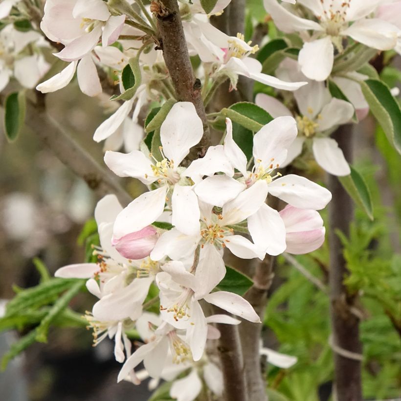 Columnar Apple Tree Ballerina Polka - Malus domestica (Flowering)