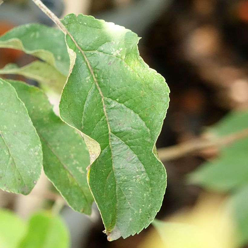 Columnar Apple Tree Chinon - Georges Delbard (Foliage)