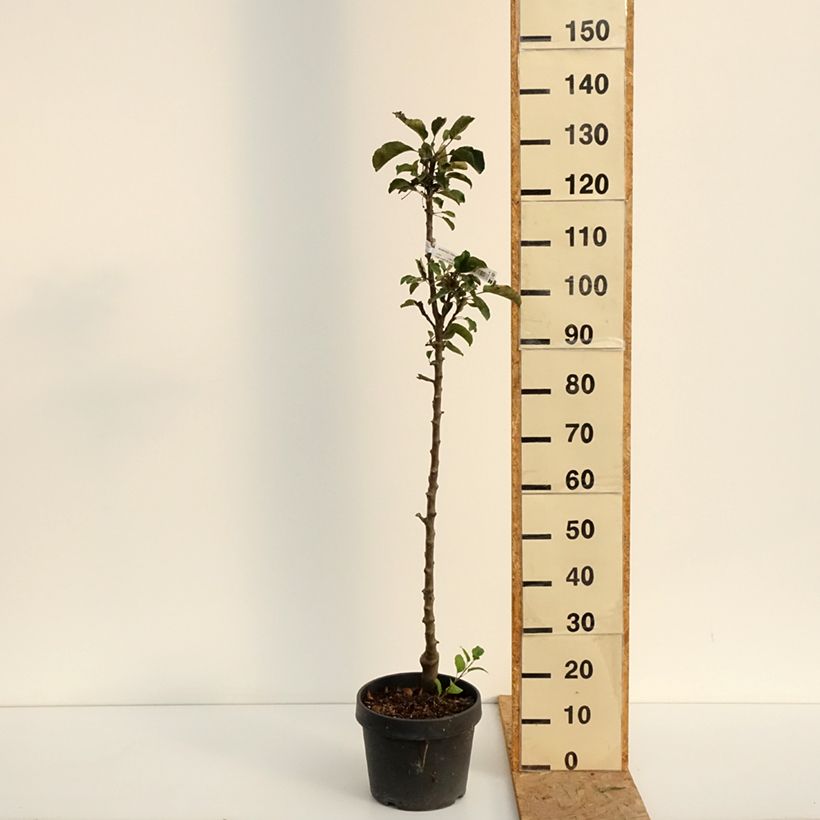 Columnar Apple Tree Chinon - Georges Delbard 7.5L/10L pot sample as delivered in summer