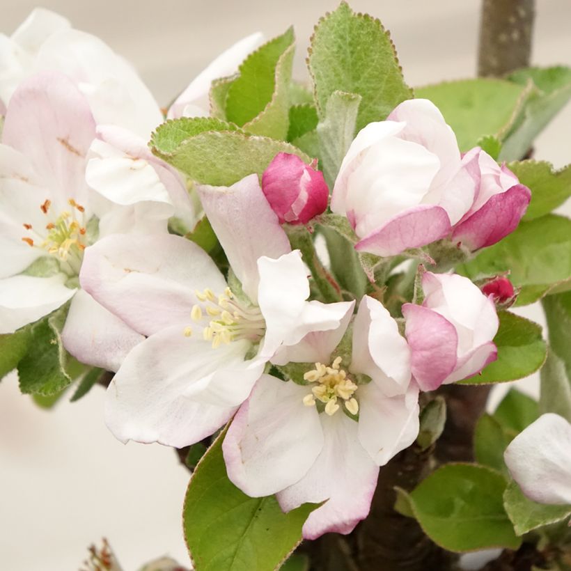 Columnar Apple Tree Rhapsodie - Malus domestica (Flowering)