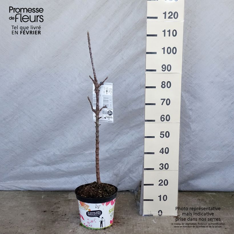 Columnar Apple Tree Rondo - Malus domestica sample as delivered in winter