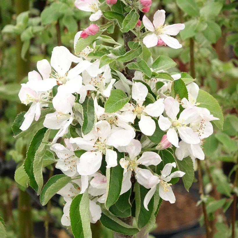 Columnar Apple Tree Rondo - Malus domestica (Flowering)