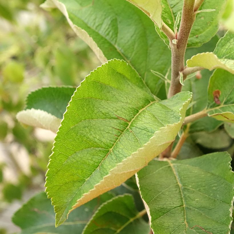 Columnar Apple Tree Villandry - Georges Delbard (Foliage)